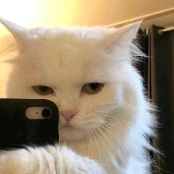 大猫整多两笼（自律版）