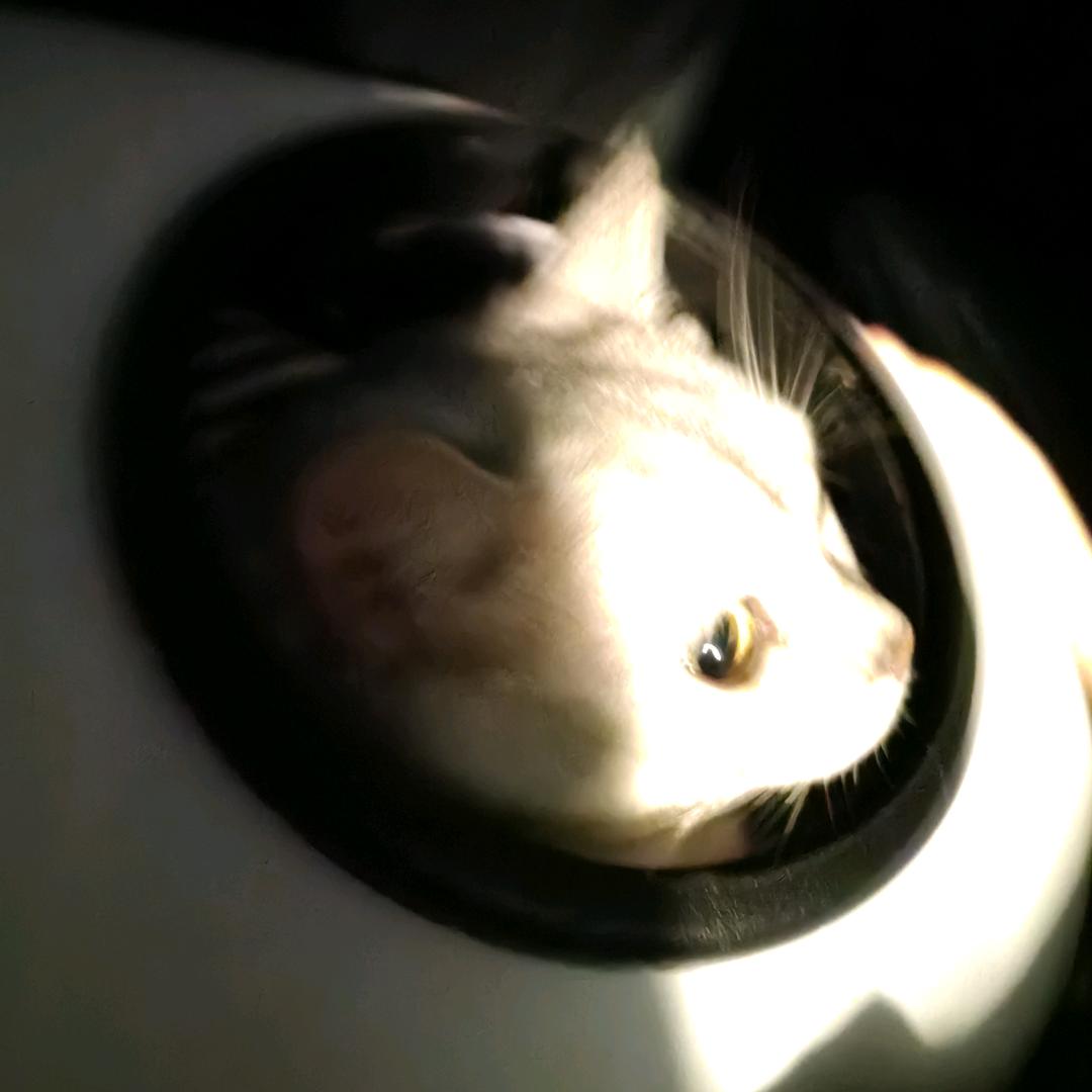 .狗不理.