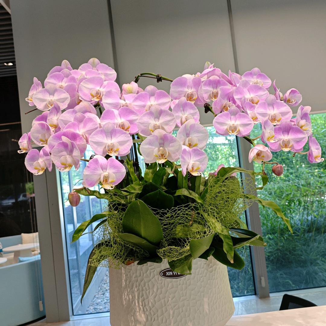 元气满满大师姐