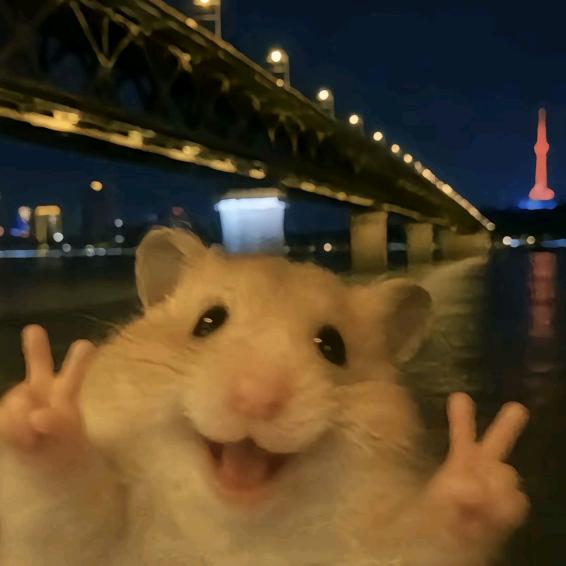 小猪佩驴🐷