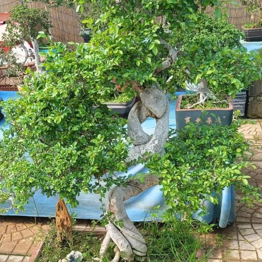 宝岛街西满意水果