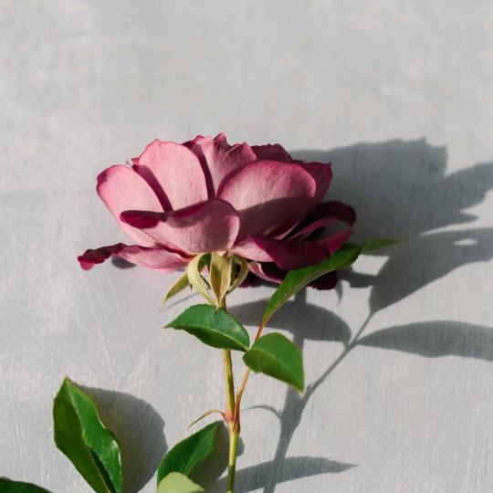 西安天禾-老白聊车