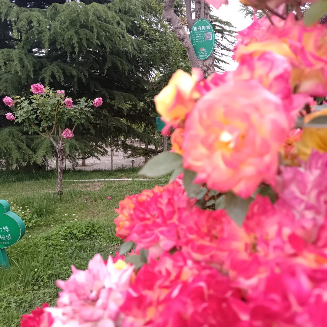 月榕