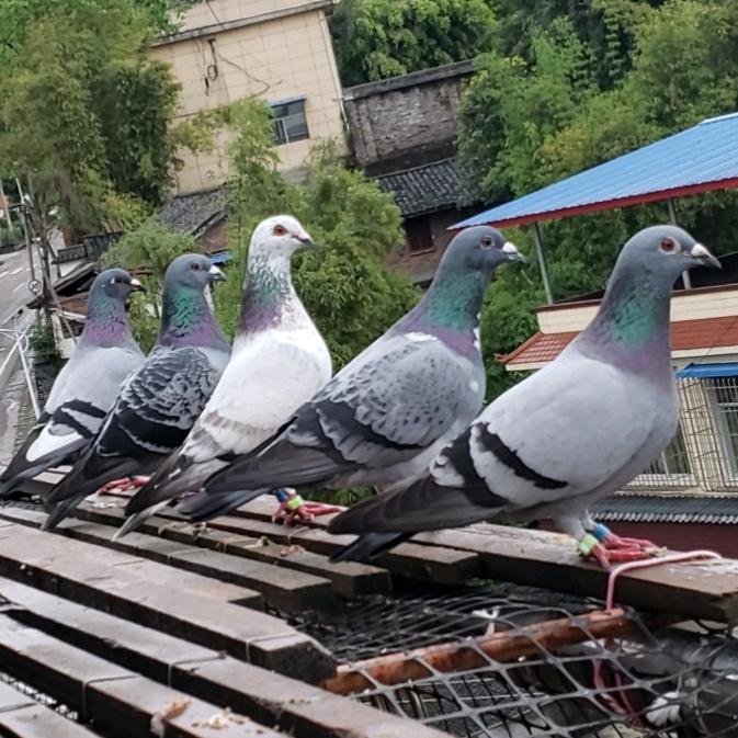眼镜鸽业