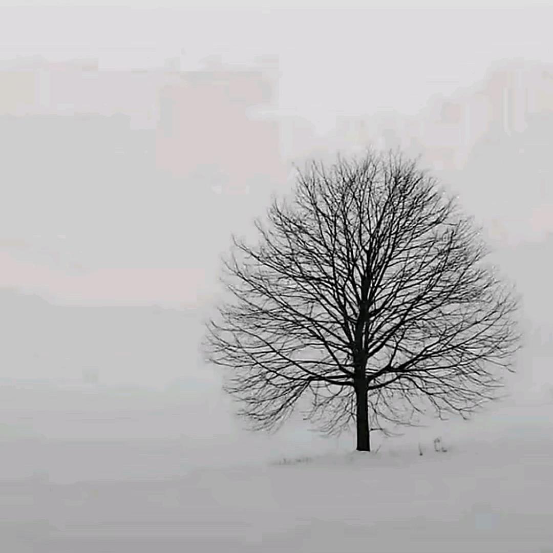 荔枝荷包蛋