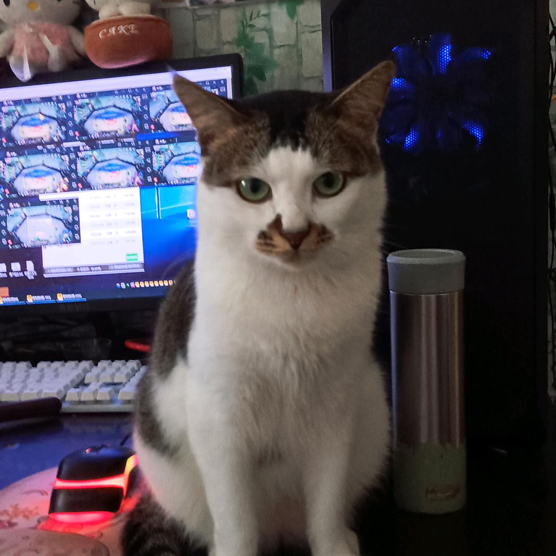 复白的paradise～猫猫店