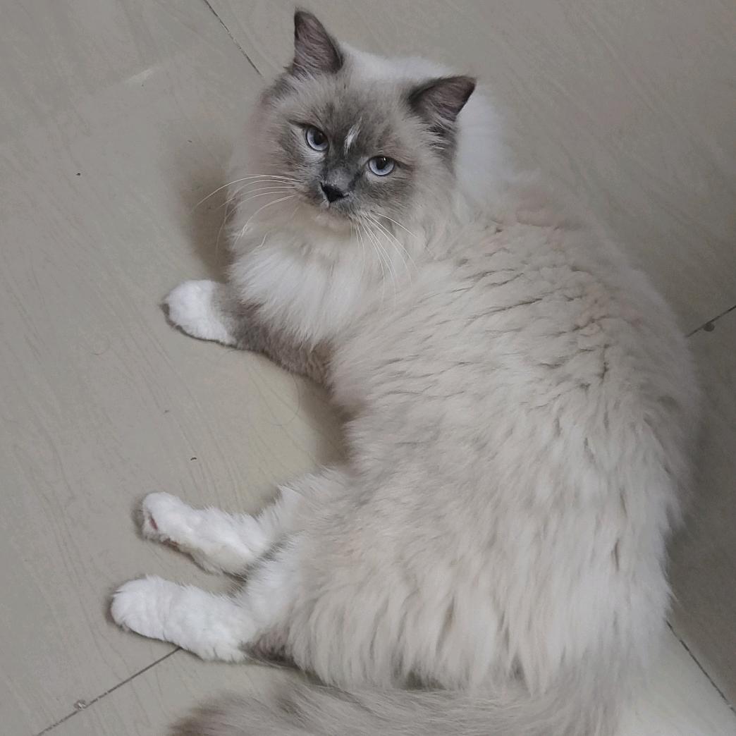 🐱猫个了泡🐱