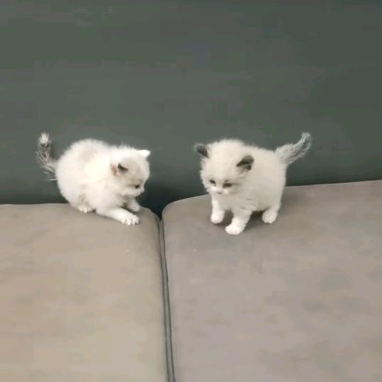家庭猫舍