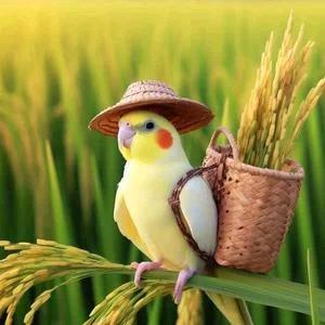 玄凤鹦鹉《豆豆鹦宠》杨