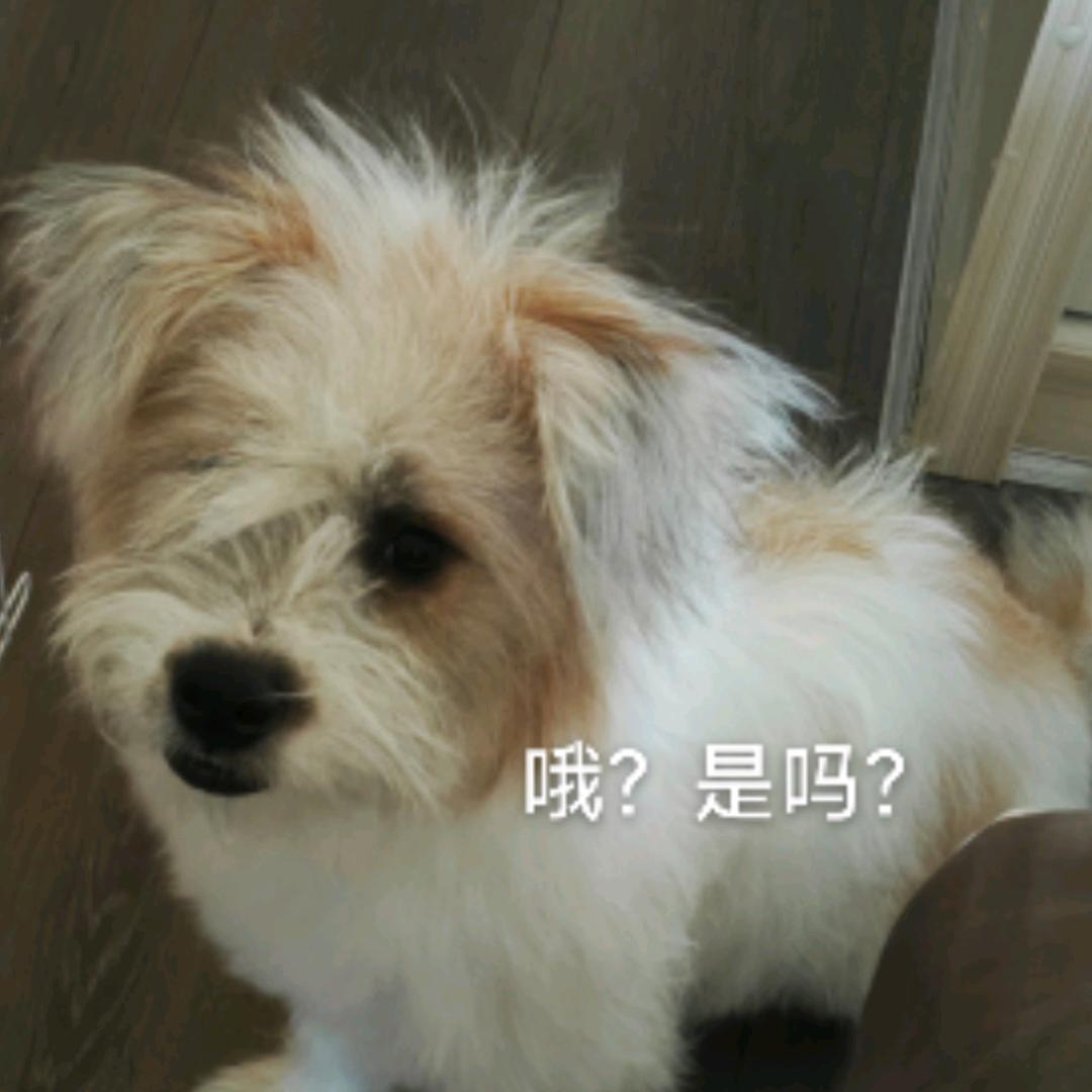 杨小满是个杀马特