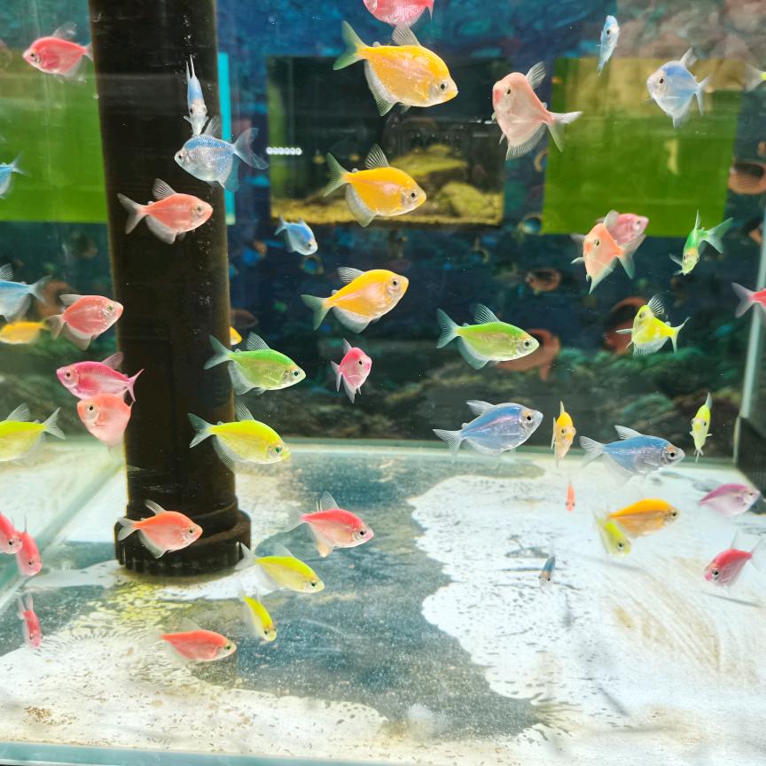 程宝贝