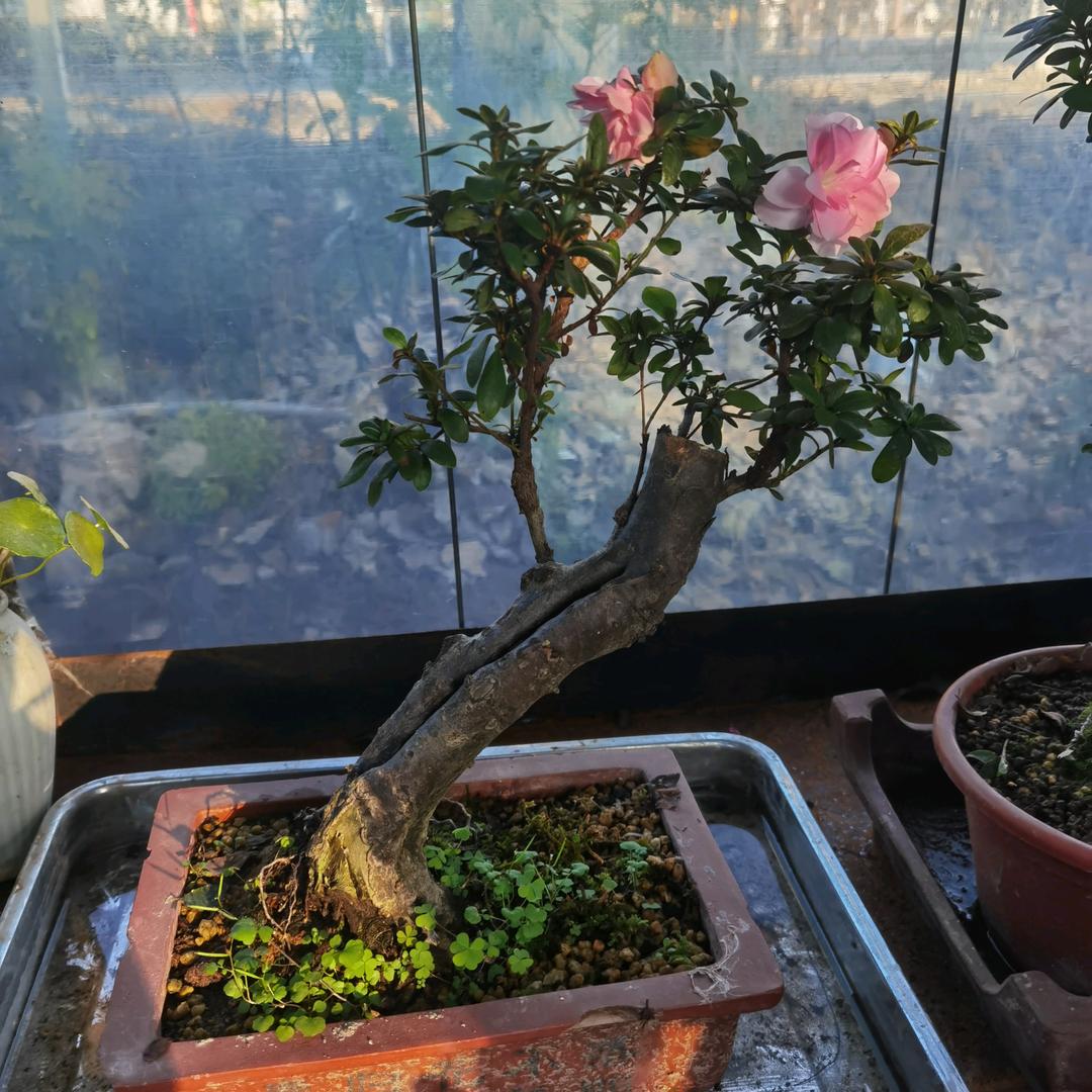 小王同学爱养花