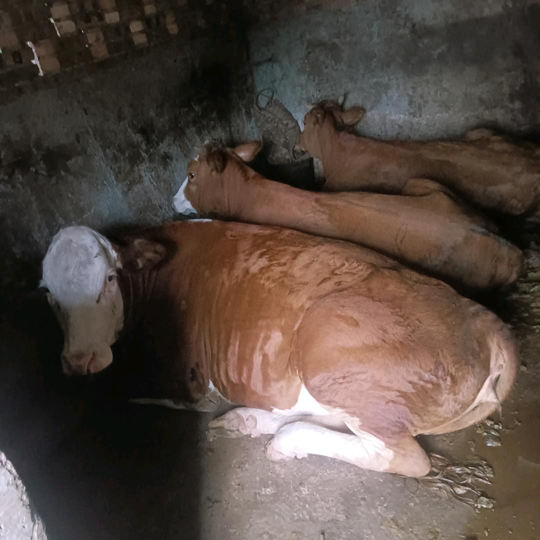 仪陇新政镇肉牛养殖，川哥。