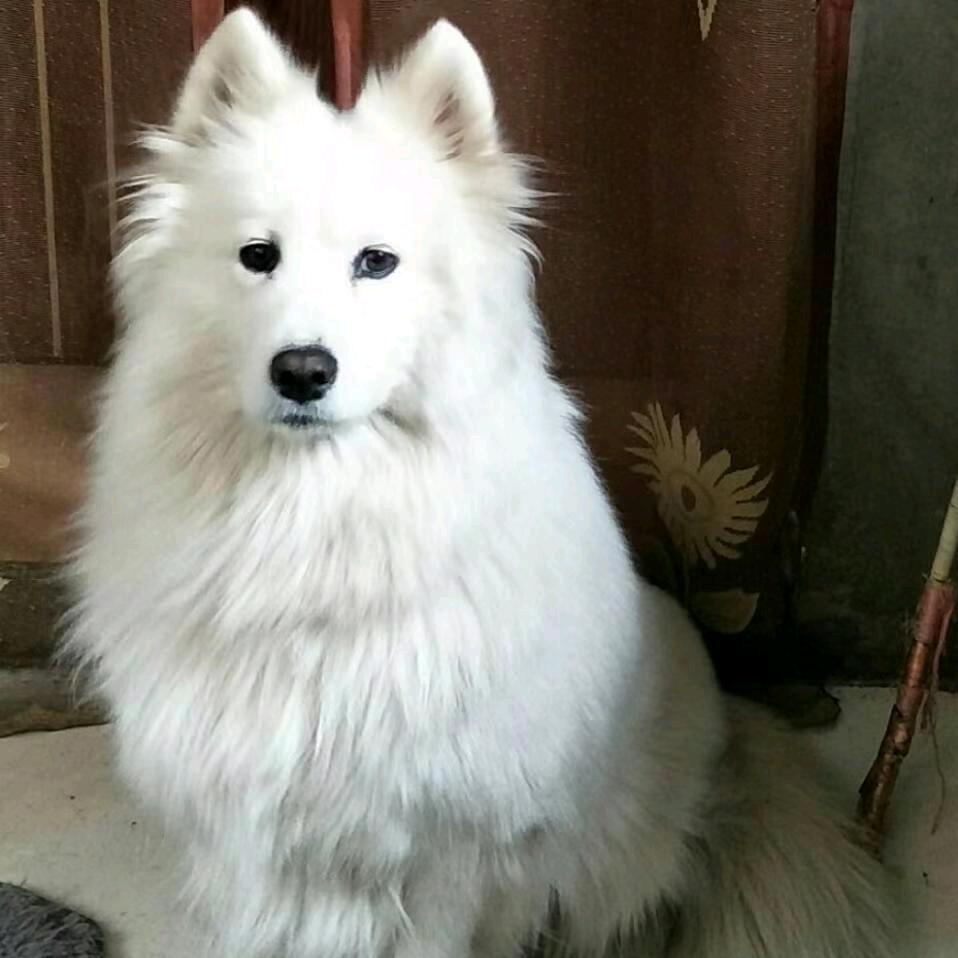 狗狗