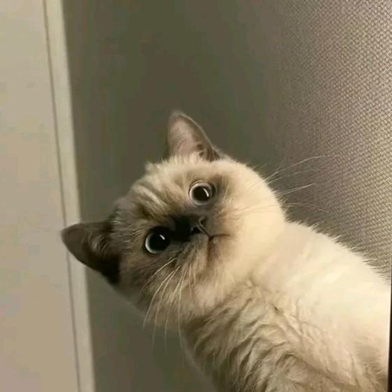 巷子里的猫