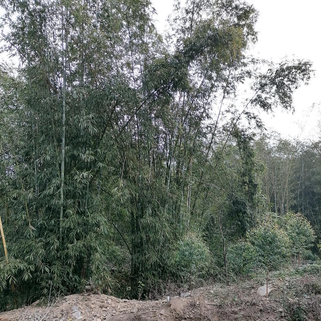 海阔天空🍎🍎🍎