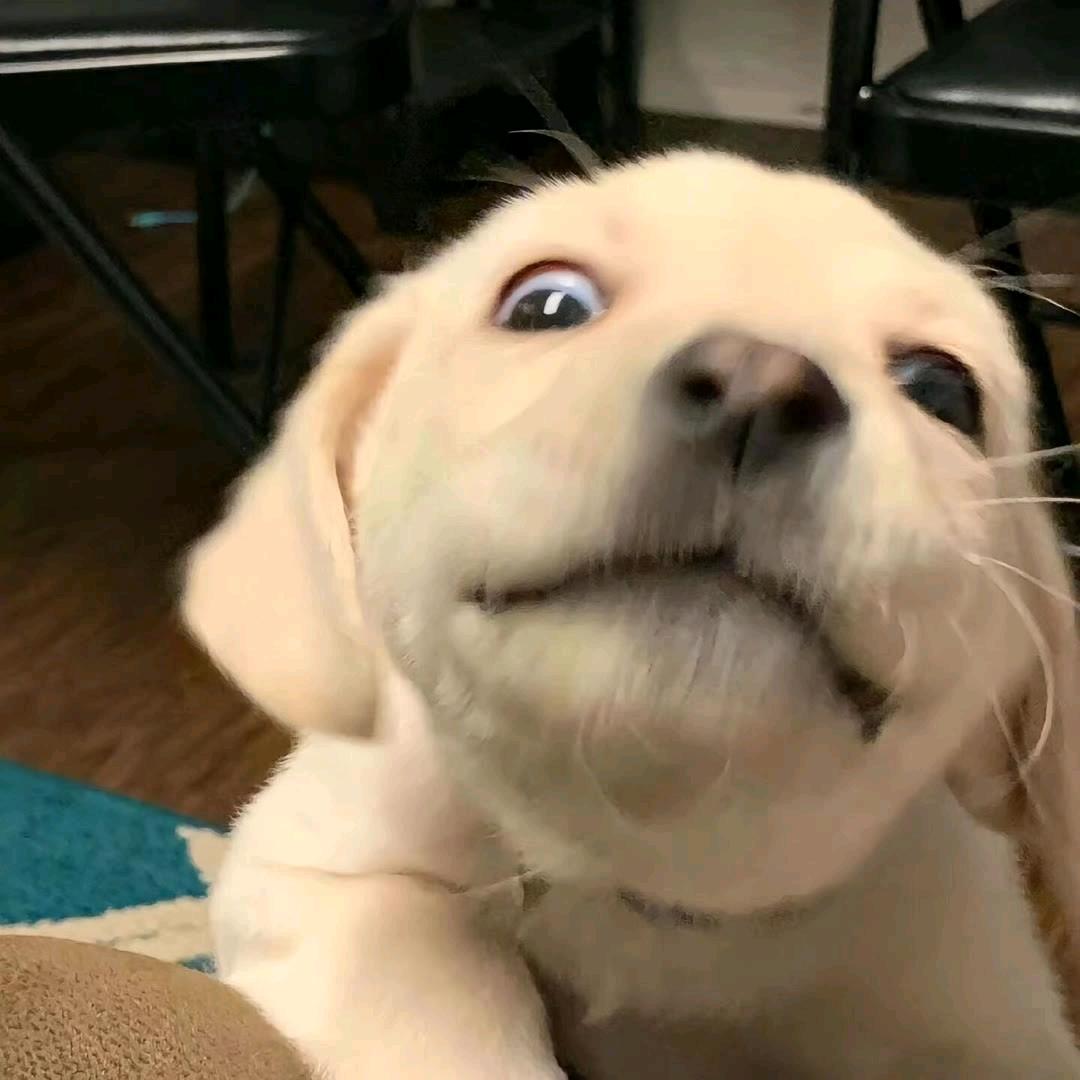 不乖