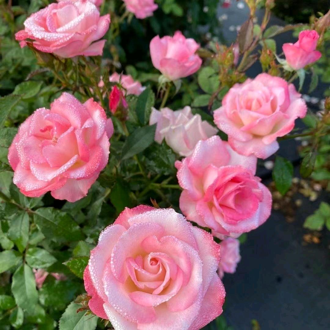 有缘花坊