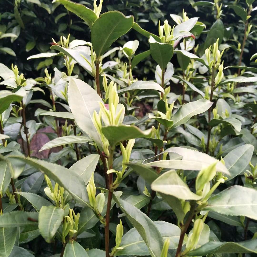 安吉茶源坊