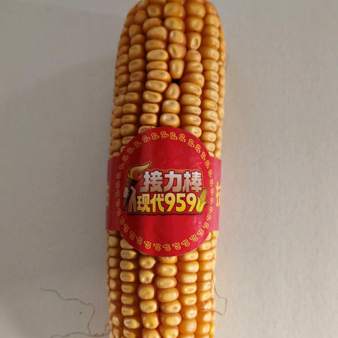 商水县众信麦998