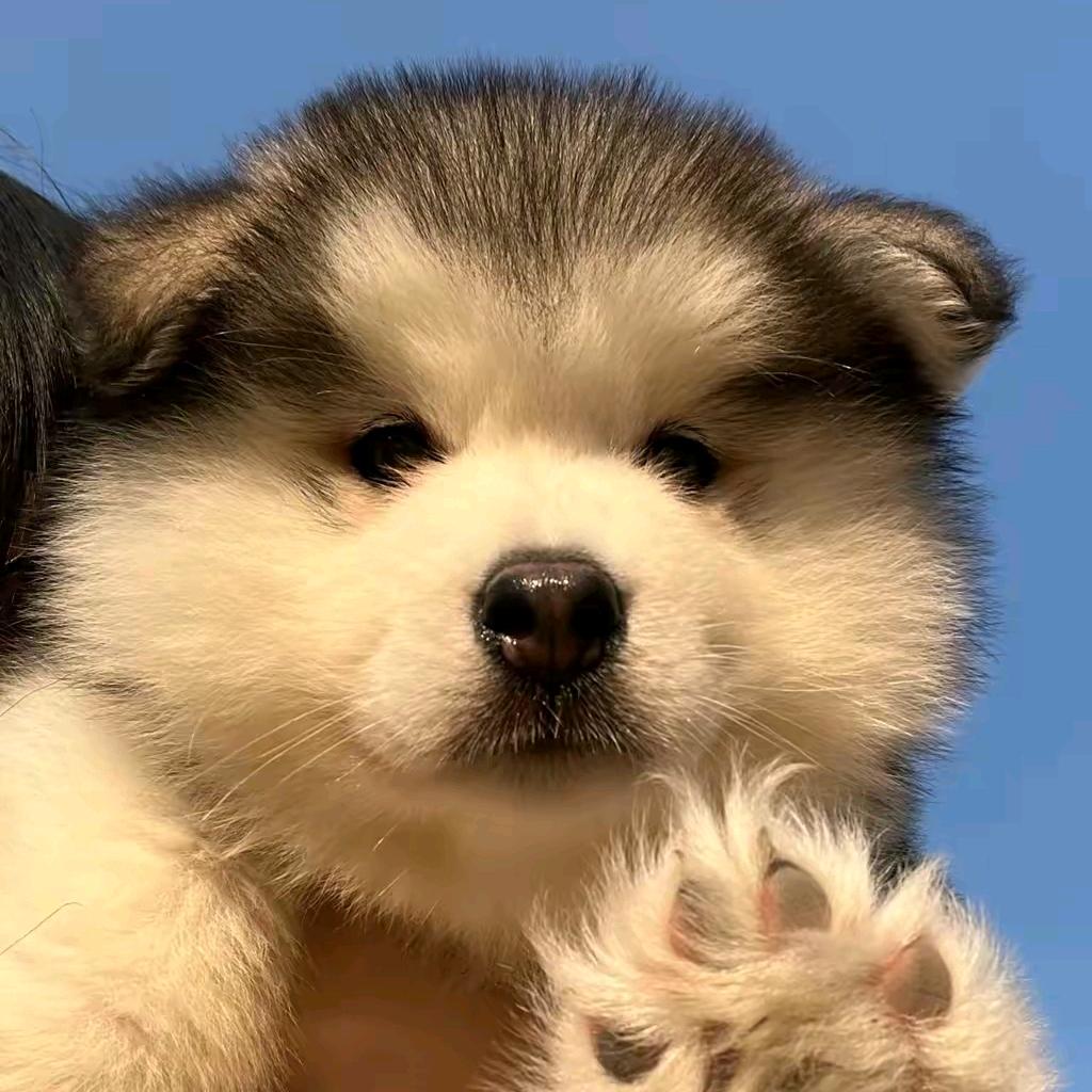 萌萌女神衣橱爆爆