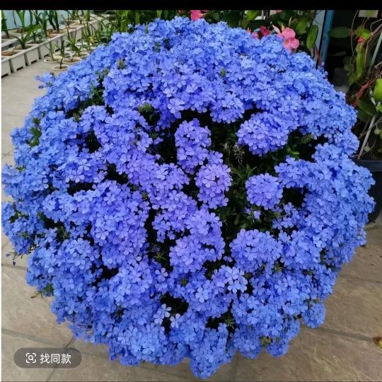 月亮花谷