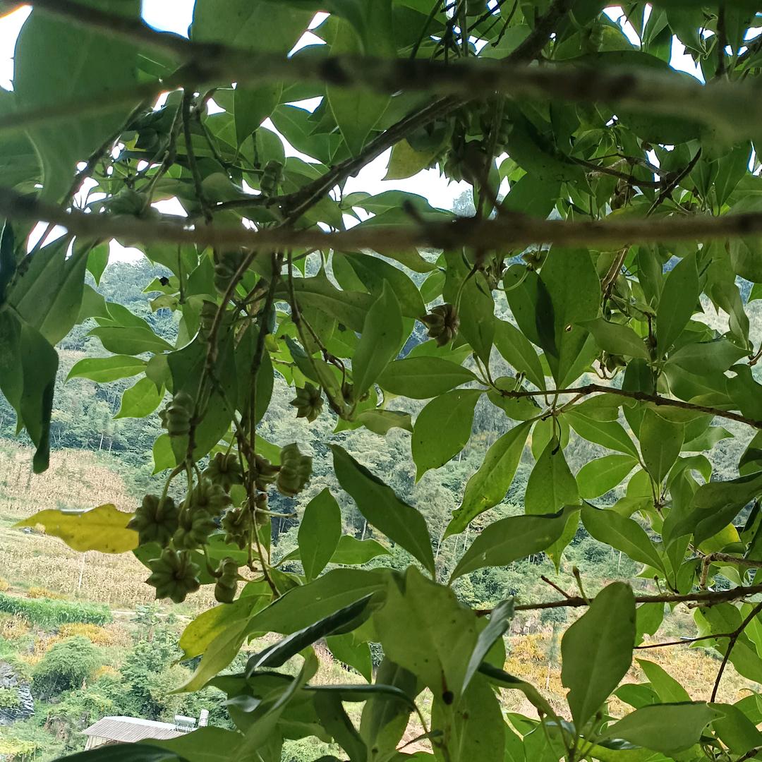 云南正宗纯天然八角