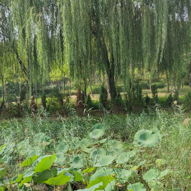陌离