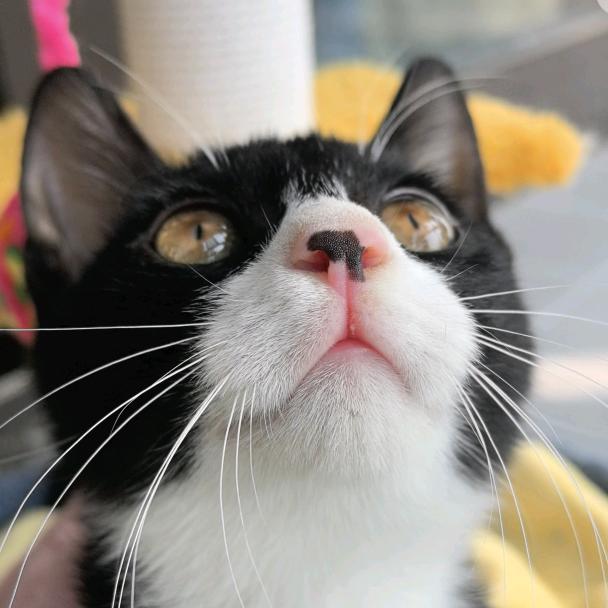 小鼻嘎成长记🐱