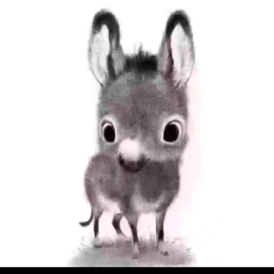 小毛驴