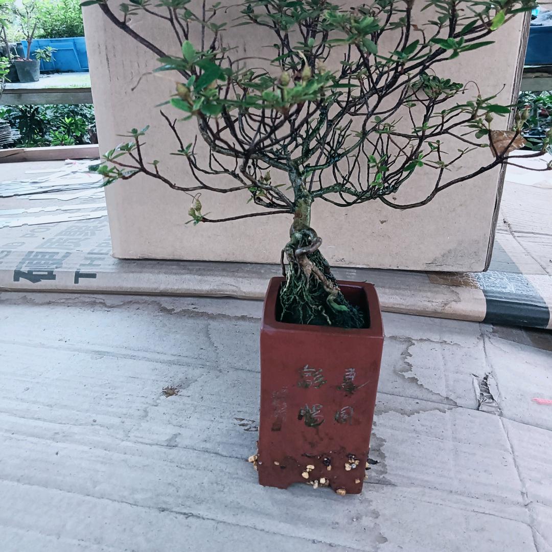 宁波绿化，红枫，法国冬青，茶梅，