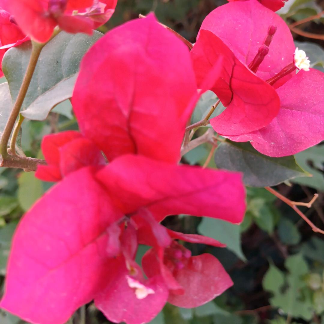 福星（妈妈）冉英