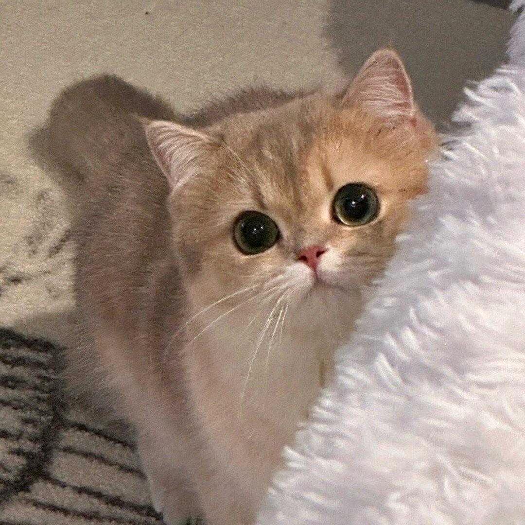 芝芝不爱芝士zZ