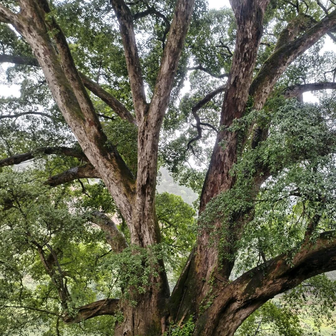 ༺ཉི།小太杨ཉྀ༻