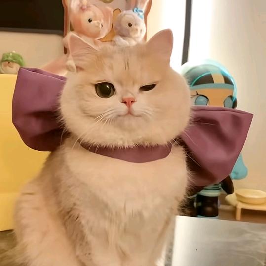 豆