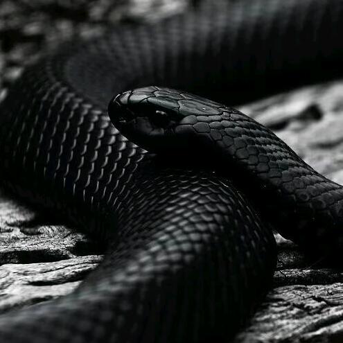 嘟嘟养宠🐍