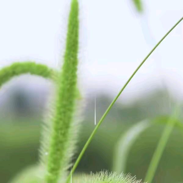 燕子1