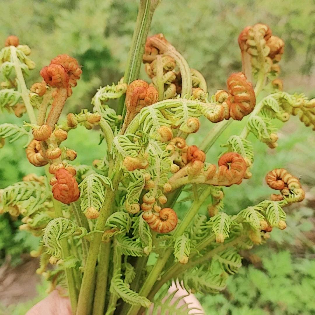 郁子篮天