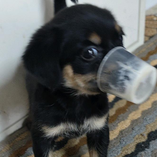 老张头的日常生活