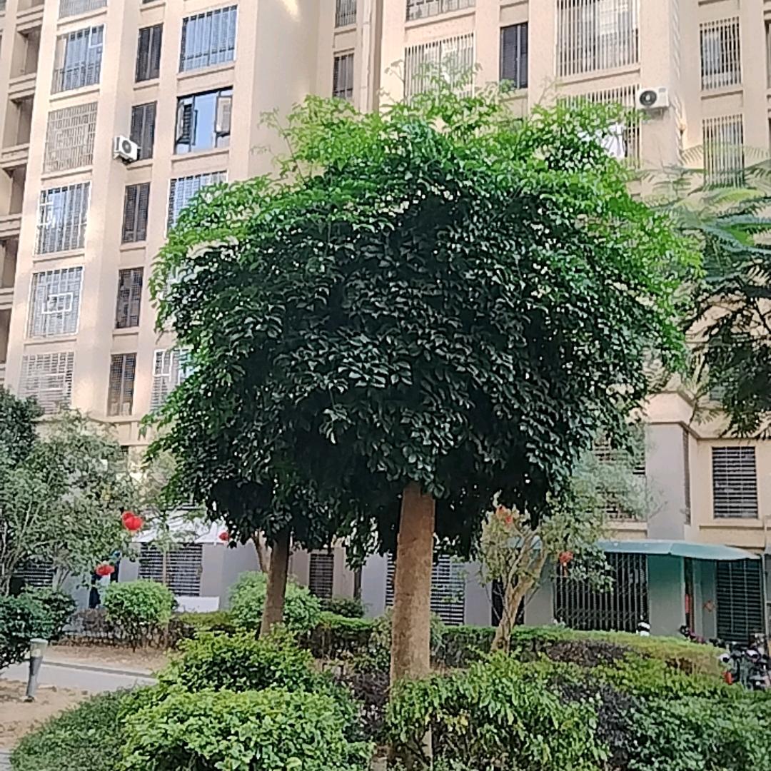 心想事成489091084