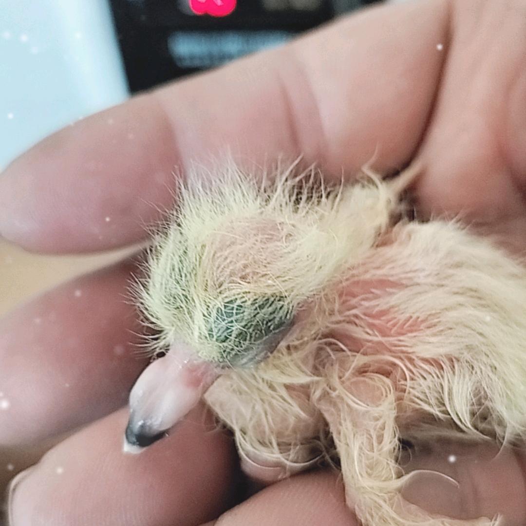 小鸽子🕊️成长记