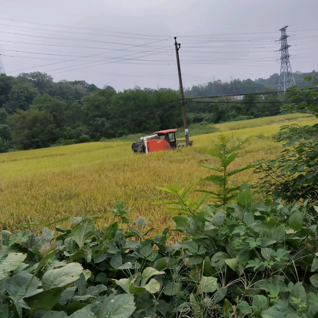 -梦想成真
