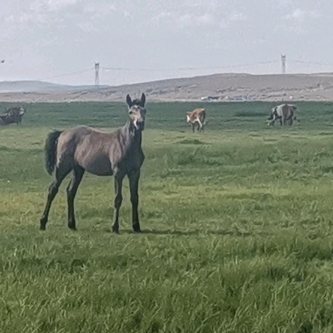 幸运星🐴🌻