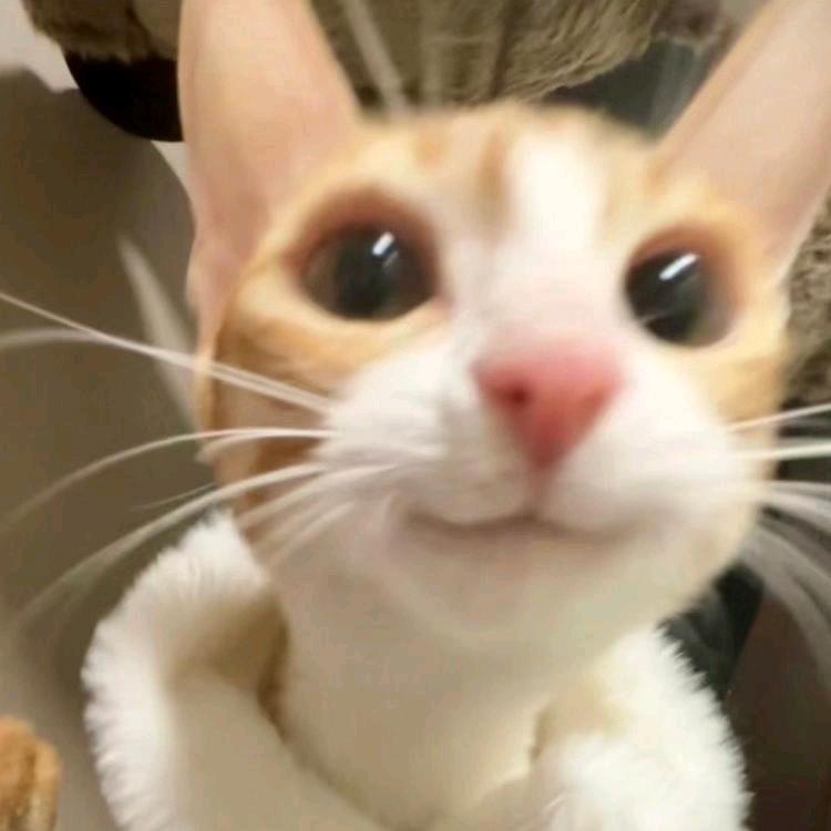 QQ水浒徐茂茂