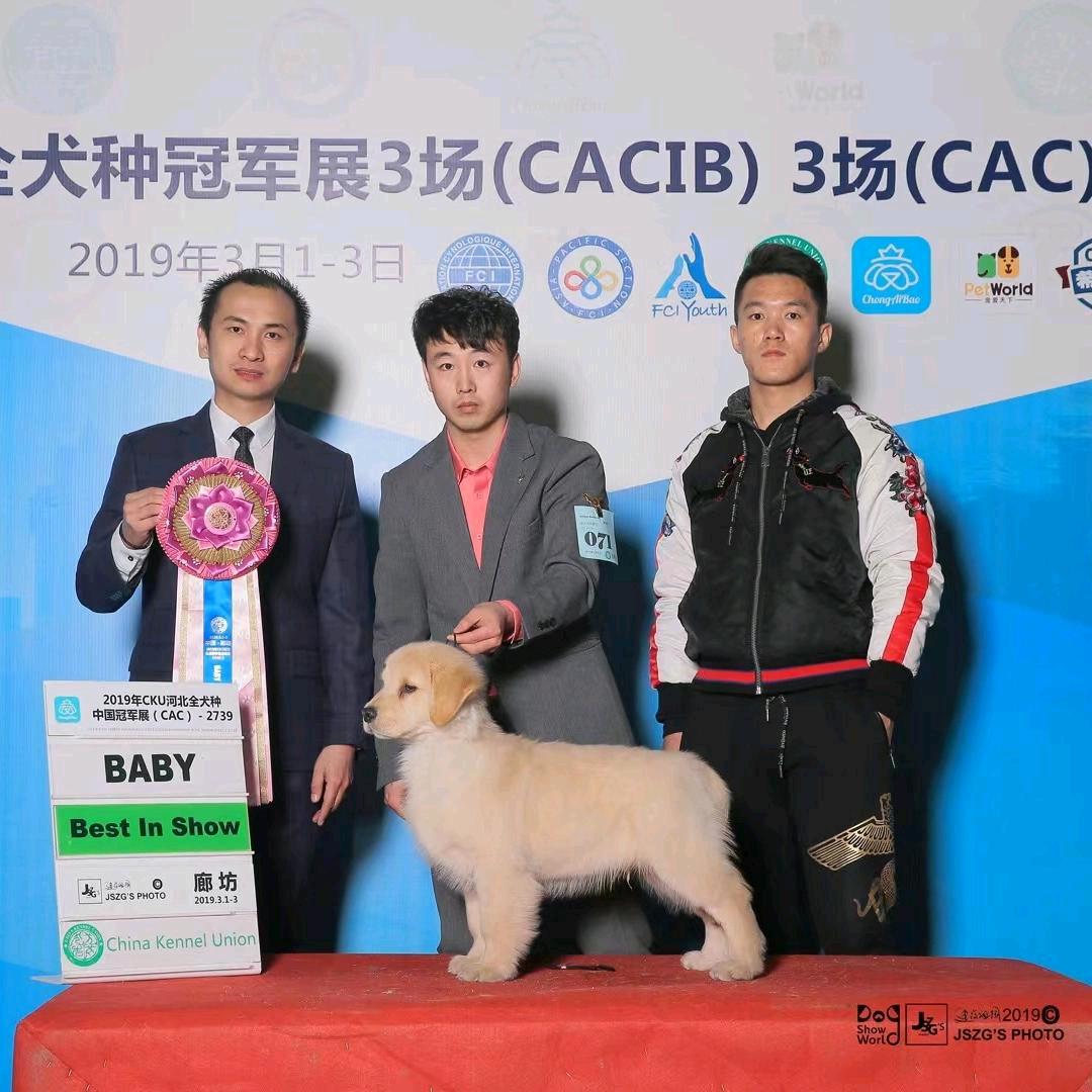 大启犬业