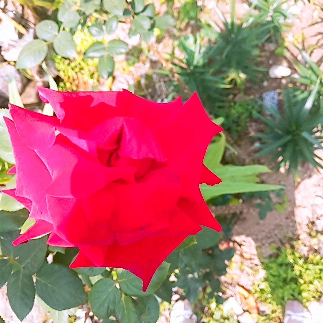 🌹开🌹心🌹妹🌿🌹🌷❤️💐