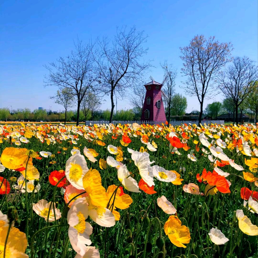 冬隐灿果树苗木专卖店