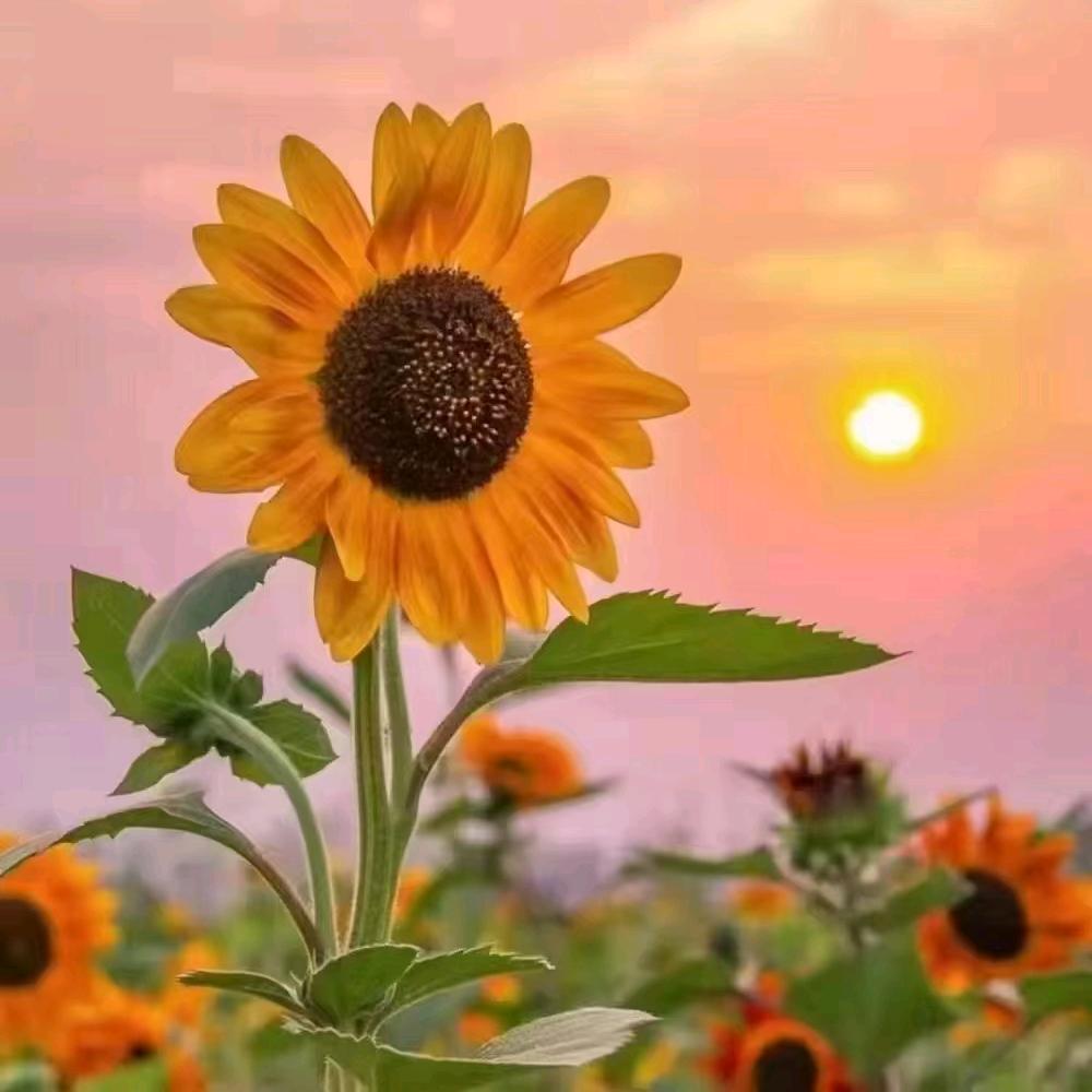向日葵花语