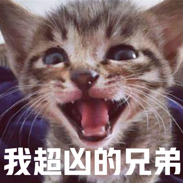 鱼鱼爱咪咪🐱