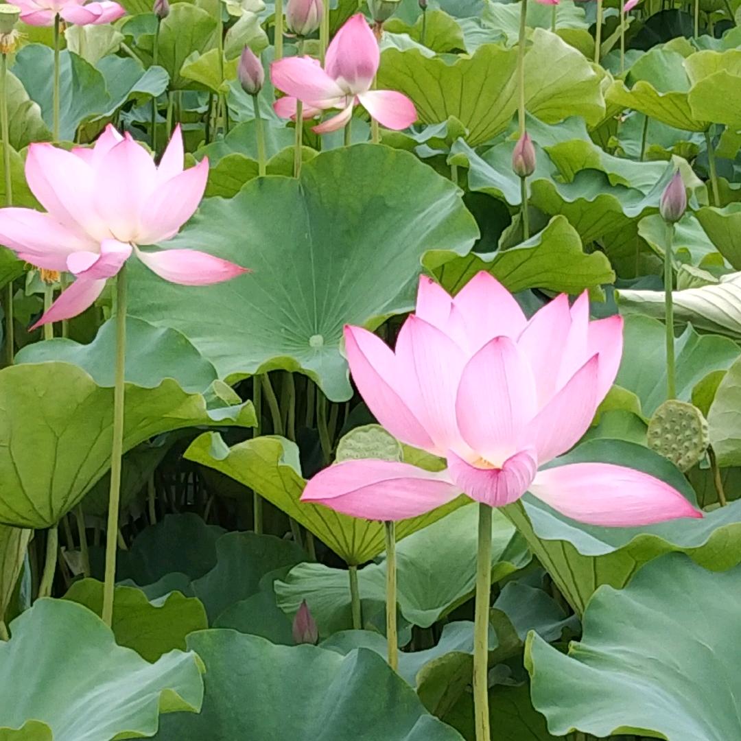 張ᩚღ꯭Zhang༉ૢ🐬